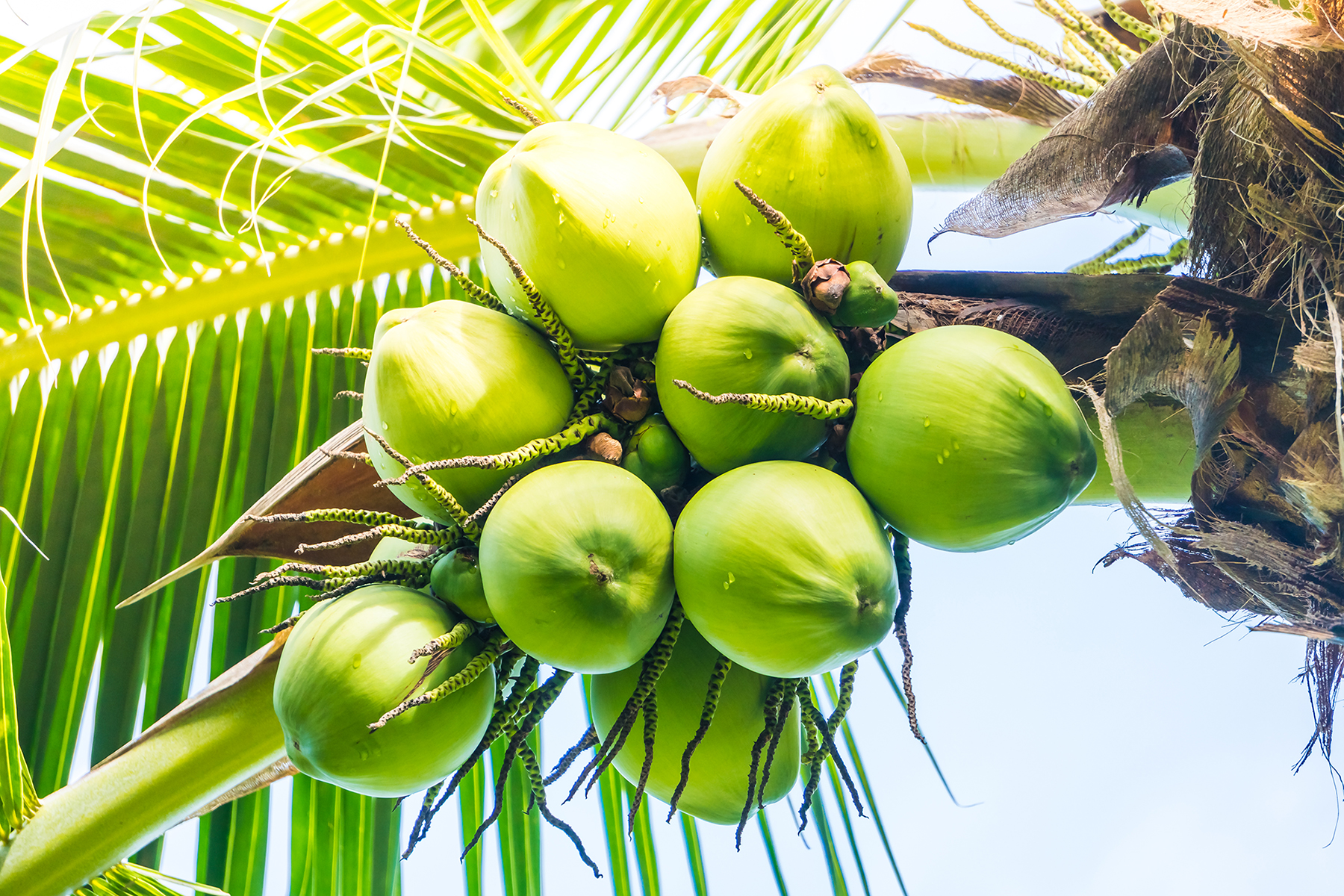 Organic coconut product