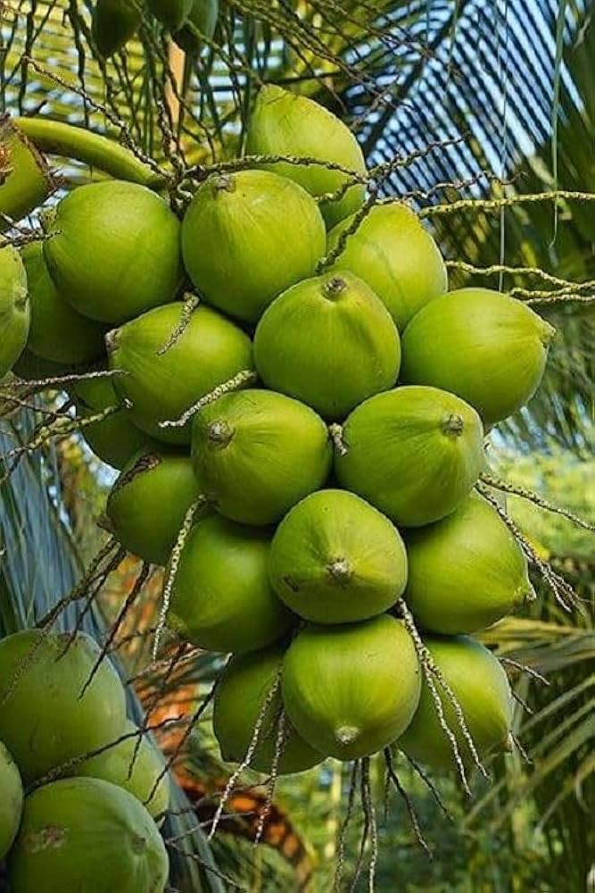 Organic coconut product